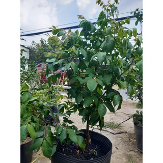 cây khế lùn nhật cao hơn 1 m