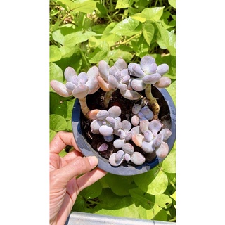 sen đá sỏi Hồng sz 15 cm