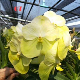 HOA LAN VANDA