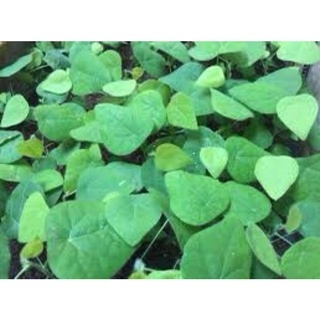 Hạt giống sương sâm lông 30 hạt