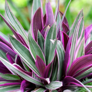 (Xanhshop22) Cây bảy sắc cầu vồng