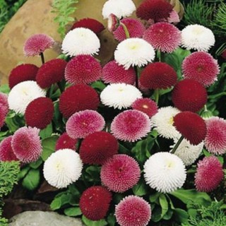 50 hạt giống hoa cúc anh mix màu