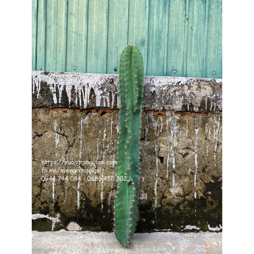 Xương Rồng Trụ