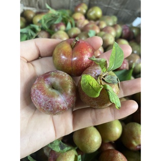 Mận hậu sơn la 500g -1kg -2kg