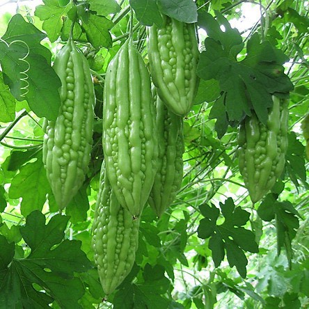 Hạt Giống Mướp Đắng (Khổ Qua) Siêu Trái F1 [ gói 100gram,200gram,500gram]