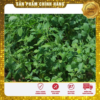 Hạt giống rau tầm bóp 0.5gr