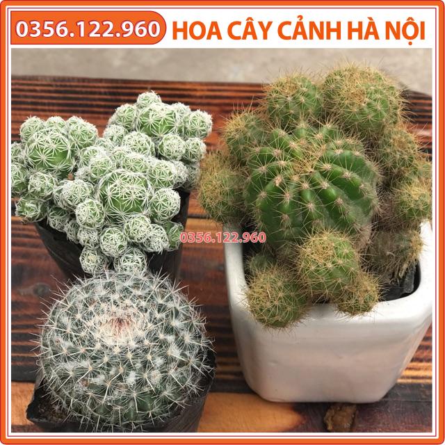 Combo 3 cây xương rồng bất kỳ(khách vui lòng ib cho shop chọn cây nếu k shop sẽ gửi cây bất kỳ shop có)