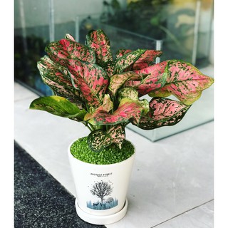 Cây Vạn Lộc Thường