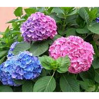 Bầu cây giống hoa cẩm tú cầu nhiệt đới đổi màu-cây giống
