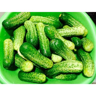 30 hạt giống dưa chuột bao tử