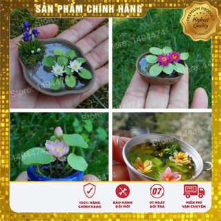 Hạt Giống Súng Thái Mini (5 hạt )