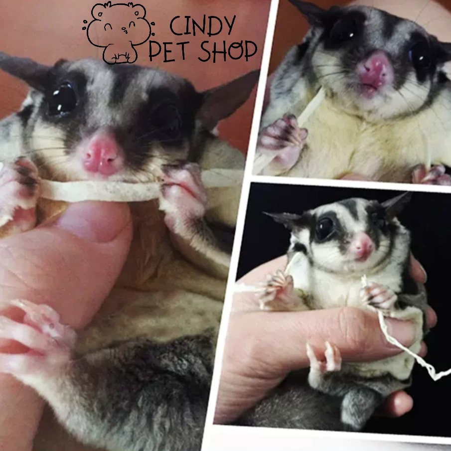 Khô cá sợi trắng cho Hamster, Sóc Bông, Sóc Bay, Chó, Mèo, Sóc Đất...