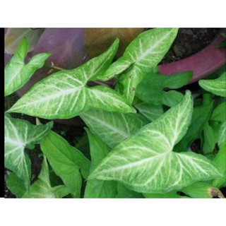 CÂY TRẦU BÀ TRẮNG (CÓ BẦU ĐẤT)