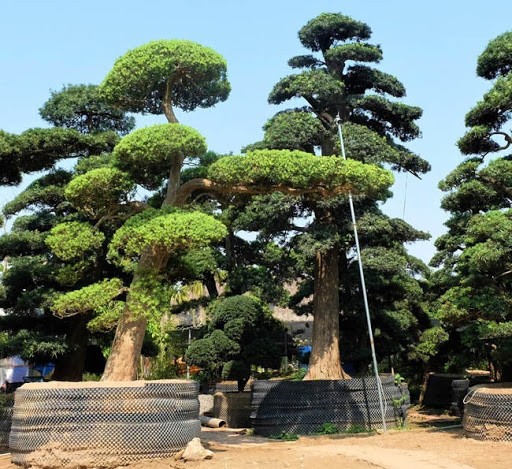 Cây giống tùng la hán khỏe đẹp