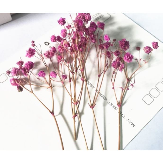 Đầu hoa baby sấy khô dùng trang trí thiệp, ly nước, bánh kem, resin, nến, xà phòng, handmade