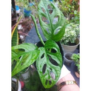 Trầu bà lá lổ, trầu bà cửa sổ