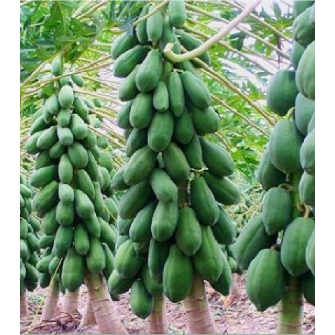 Hạt giống đu đủ ruột gấc ngân lượng F1 KNS1083 - Gói 5 hạt