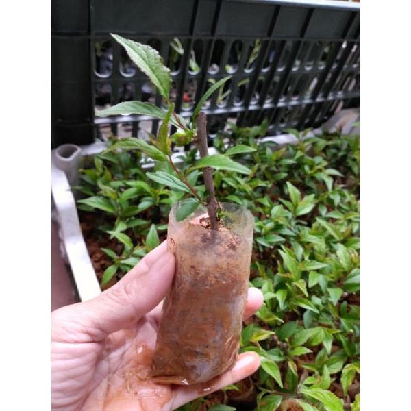 Cây giống hoa nhất chi mai. Tạo dáng bonsai rất đẹp ạ.