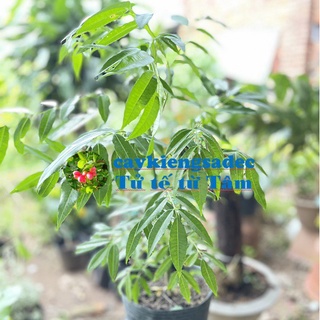 caykiengsadec - Cây cóc Thái - tặng phân bón-hoa kiểng lá-trang trí nội thất cảnh quan sân vườn ngoài trời