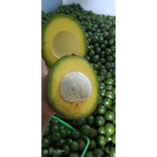 Bơ Booth Đắk Lắk- Bơ Vàng Béo Dẻo Siêu Ngon - Giao Tận Nơi