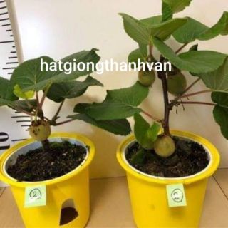 Kiwi lùn siêu trái