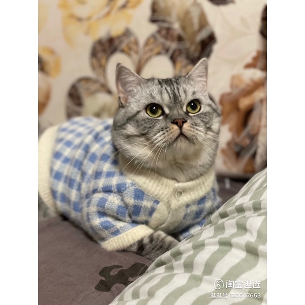 ÁO CUTE PHÔ MAI QUE CHO BOSS