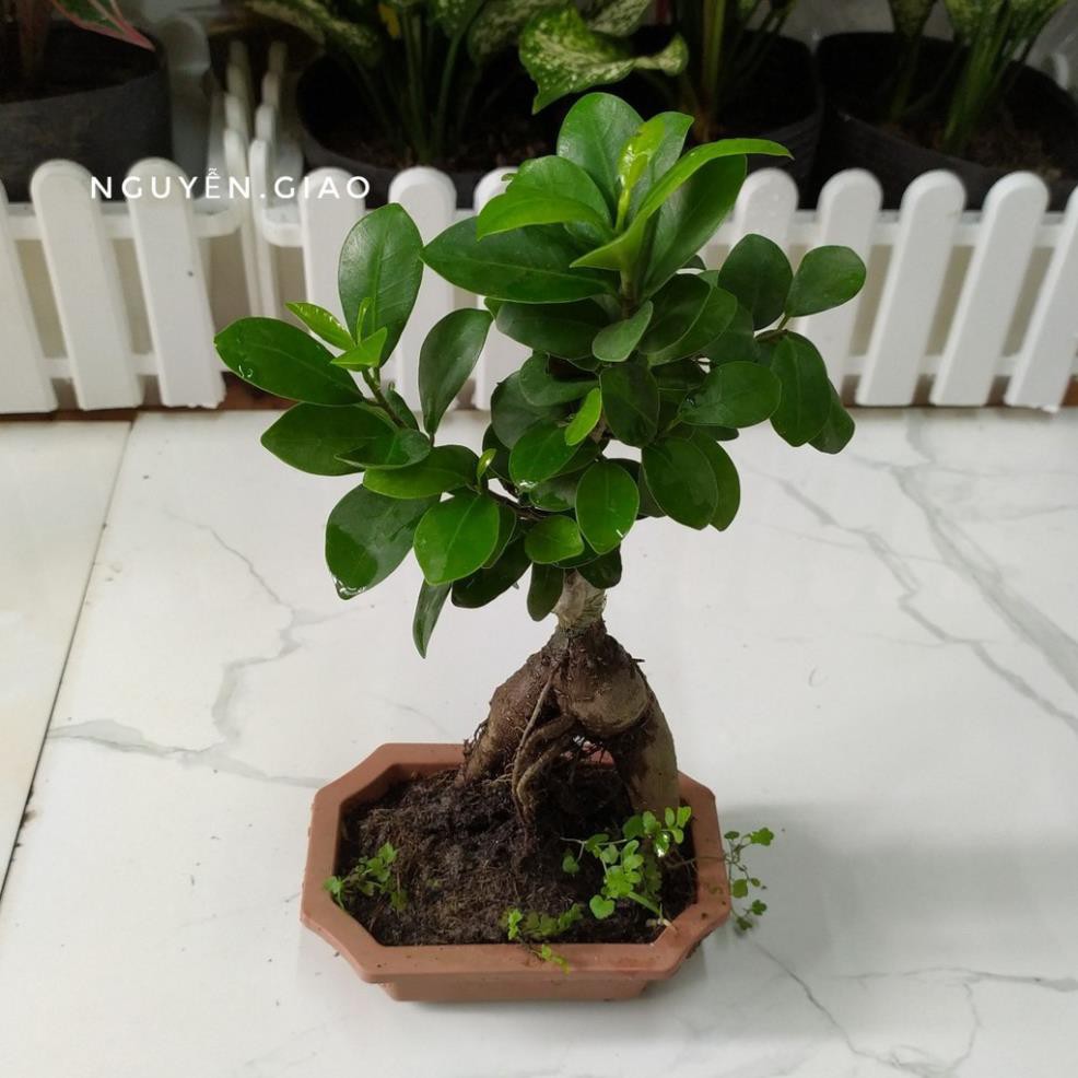 Cây Si Nhật SIÊU LÙN Bon Sai MINI ĐỂ BÀN SIÊU ĐẸP + Tặng 01 cây dâu da đất( bòn bon)
