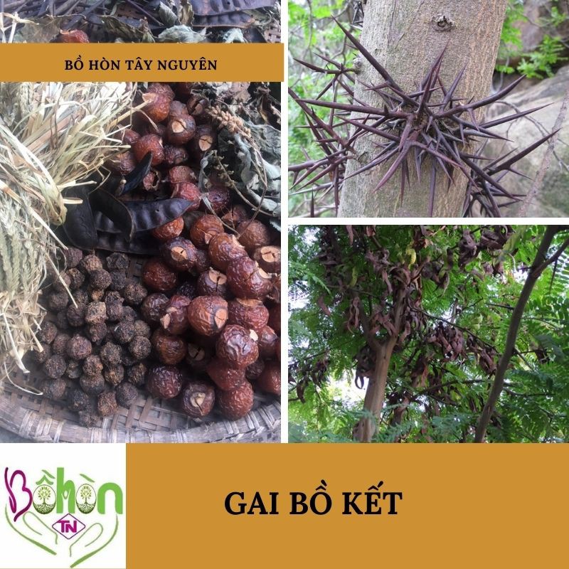 Gai Bồ Kết (Gội Đầu) 100g