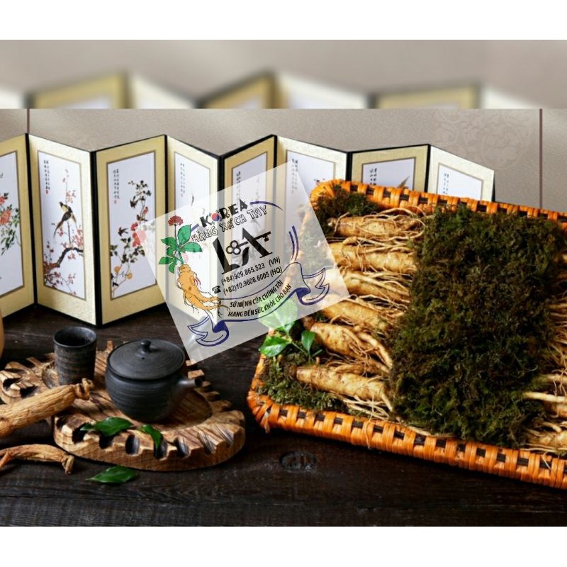 Nhân sâm Hàn Quốc củ lớn 6 năm  tuổi 2 củ  199k | BigBuy360 - bigbuy360.vn