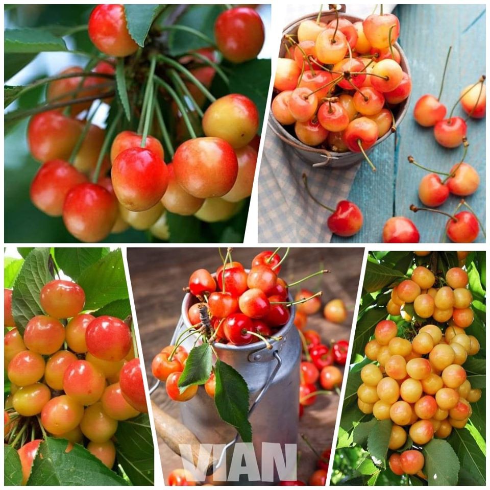 CÂY CHERRY GIỐNG