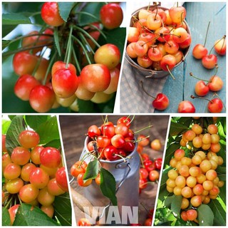 Cây cherry giống