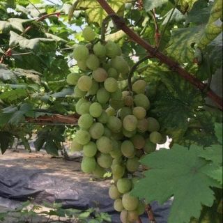 Cây nho xanh lùn giống