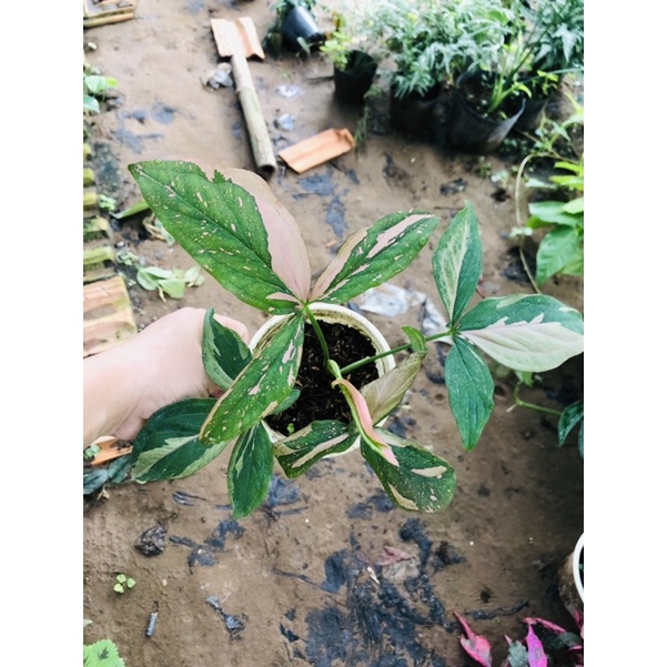 🍓Syngonium Pink Splash 🍓