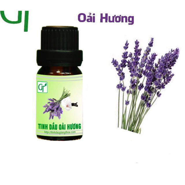 Tinh dầu oải hương hàng công ty