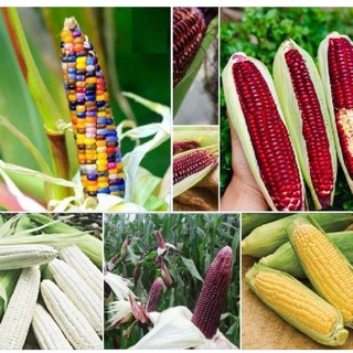 Combo 5 gói hạt giống ngô - 5 loại ngô - tặng 1 phân bón