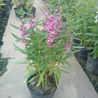 Combo 3 bầu violet nhật màu hồng đậm