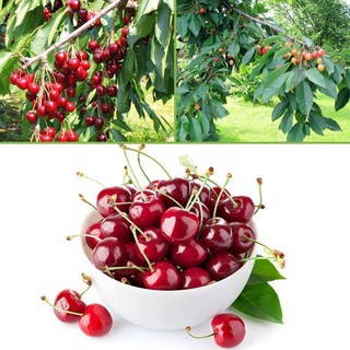 hạt quả cherry đỏ sai quả- 5 hạt