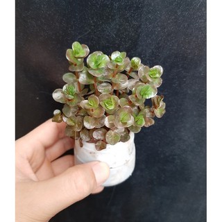 Cây thủy sinh trang trí bể cá