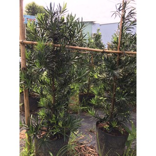 Cây tùng la hán (cây 3 năm tuổi)- Trang trí sân vườn- Decor- Phong thuỷ- Cây hoa kiểng Đồng Tháp