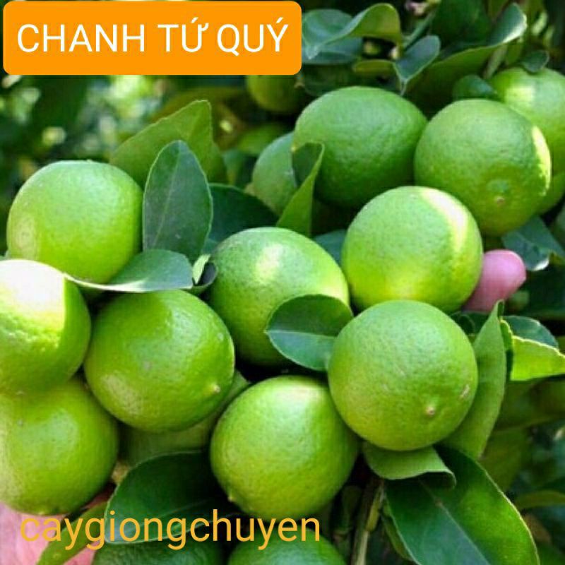 CÂY GIỐNG CHANH TÝ QUÝ