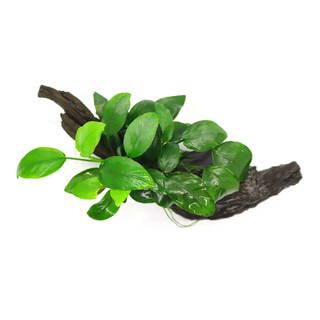 Ráy Anubias Barteri var. Nana Bám Lũa