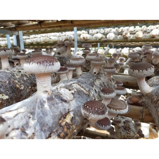 Nấm hương tươi (Nấm đông cô)