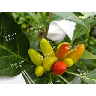 Hạt giống ớt chùm Thái xanh