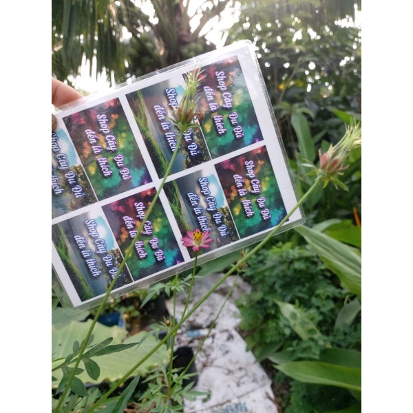 Hạt giống rau nhái rừng - rau ăn bánh tráng