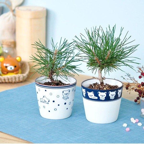 Cây giống thông nhật bonsai chất lượng cao, cây bonsai để bàn cực đẹp .