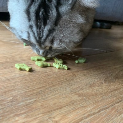 BÁNH THƯỞNG CỎ MÈO CATNIP BISCUIT 40G CHO MÈO  - Thức ăn dinh dưỡng thú cưng Gogi Meow Mart