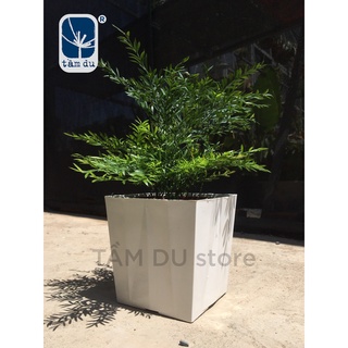 Chậu vuông khía nhựa trắng 145mm