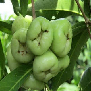 Cây giống mận xanh