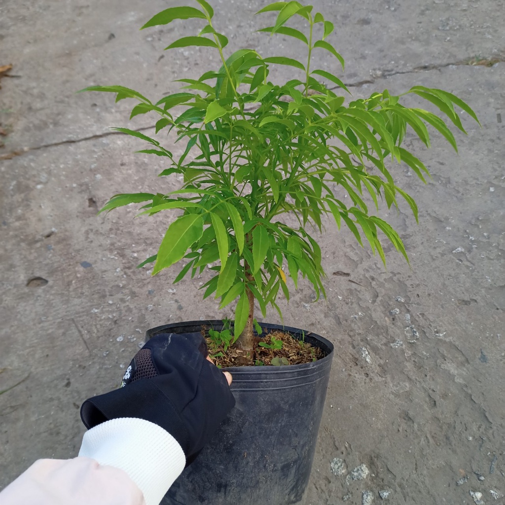 Chậu cây Cóc Thái siêu trái cho quả chua nhẹ, giòn, ngon