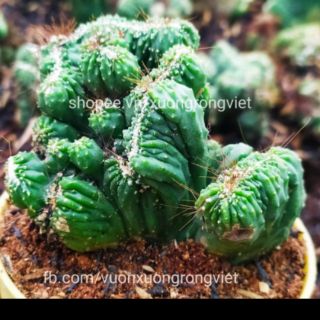 Xương  rồng Vân sơn